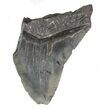 Partial Fossil Megalodon Tooth - Serrated Blade #89018-1